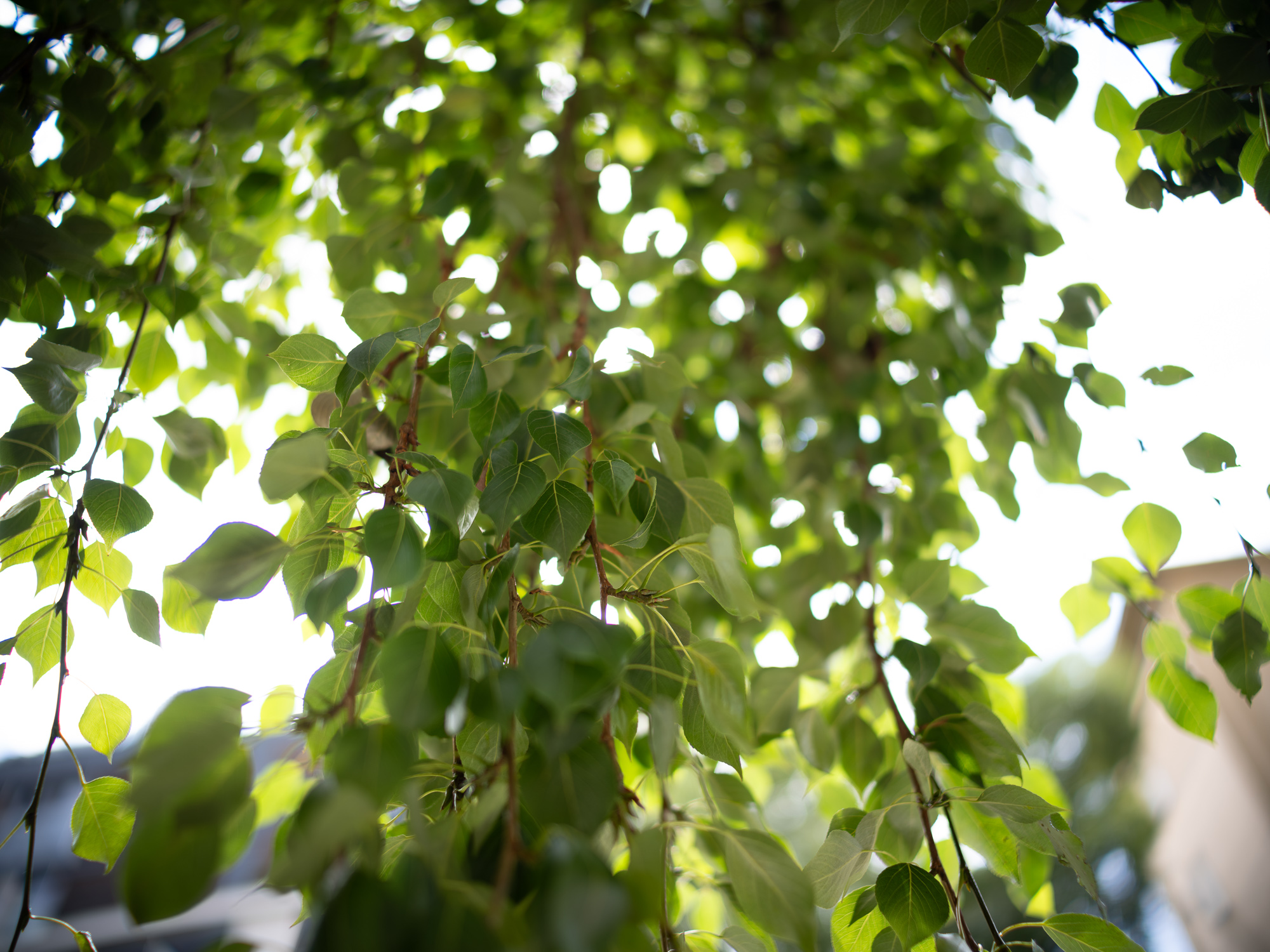 Zdjecie przykładowe wykonane przy użyciu obiektywu Voigtlander Nokton IV 35 mm f/1,2 do Leica M